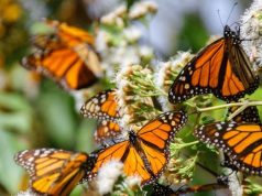 Radikal Istilah yang Bermetamorfosis, Tidak Sekadar Kepompong Menjadi Kupu-kupu