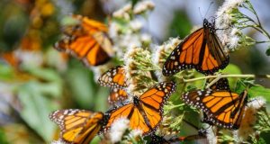 Radikal Istilah yang Bermetamorfosis, Tidak Sekadar Kepompong Menjadi Kupu-kupu