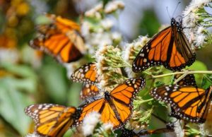 Radikal Istilah yang Bermetamorfosis, Tidak Sekadar Kepompong Menjadi Kupu-kupu