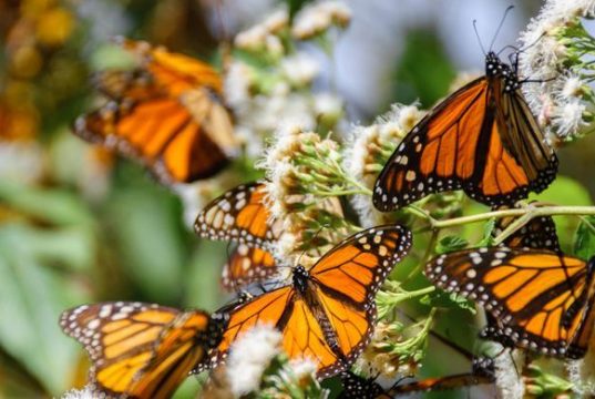 Radikal Istilah yang Bermetamorfosis, Tidak Sekadar Kepompong Menjadi Kupu-kupu